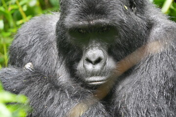 close up of a silverback gorilla (silver back) in the bwindi impenetrable forest in uganda, eco tourism, close up portrait of an alpha gorilla © Soaps