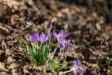 Purple crocuses in spring light: symbol of new beginnings and hope.