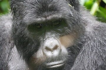 headshot portrait of a silverback gorilla in uganda bwindi impenetrable forest national park...