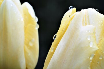 Tulpen mit Tau