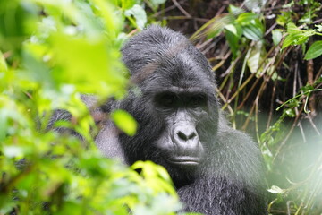 portrait of a silverback gorilla staring into the camera in bwindi impenetrable forest in uganda