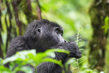 Obraz premium side portrait of a young female ugandan gorilla (mountain gorilla) eating 
