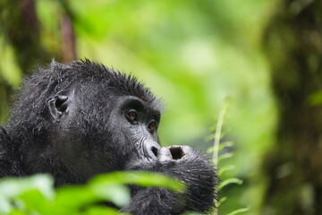 side portrait of a young female ugandan gorilla (mountain gorilla) eating 