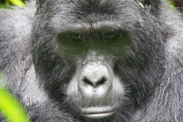 Intense close-up portrait of a silverback mountain gorilla (Gorilla beringei) with deep-set eyes, black fur, and powerful facial features, set against a blurred green rainforest backdrop in Bwindi, Ug