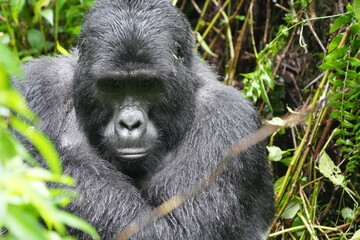 portrait of a silverback gorilla staring into the camera in bwindi impenetrable forest in uganda