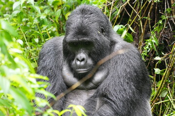 Obraz premium Silverback mountain gorilla close up in Bwindi Impenetrable Forest
