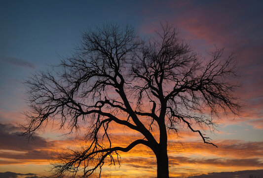 Silhouette of a tree with bare branches against a sunset