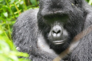 close up and portrait of a silverback gorilla in bwindi impenetrable forest uganda, face shot