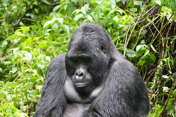 Fototapeta premium Silverback mountain gorilla close up in Bwindi Impenetrable Forest
