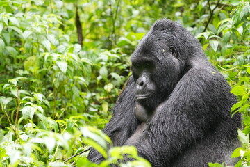 Obraz premium Silverback mountain gorilla close up in Bwindi Impenetrable Forest