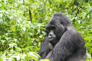 Naklejka premium Silverback mountain gorilla close up in Bwindi Impenetrable Forest