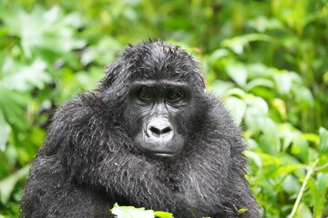 portrait of a female gorilla eating, gorilla trekking bwindi impenetrable forest, uganda, 