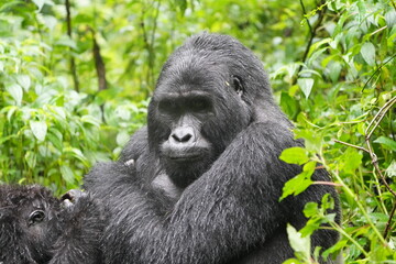 portrait of a silverback gorilla in the cold rainforest of bwindi national park uganda