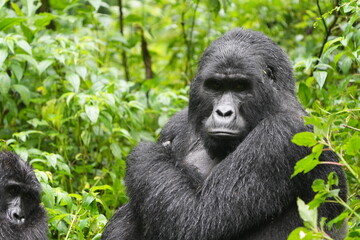 silverback gorilla looking straight into the camera in bwindi impenetrable forest uganda