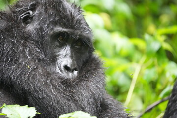 Obraz premium Close-Up Portrait of a Female Mountain Gorilla in Bwindi Impenetrable Forest, Uganda