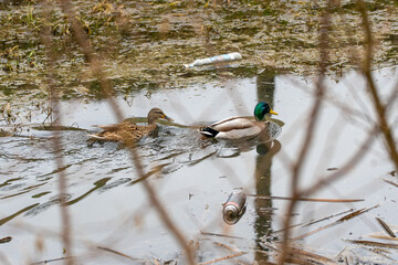 A duck and her duckling are swimming in a pond, a plastic bottle and a bottle of paint are floating nearby. The duckling follows its parent, learns to swim and navigate in the water. Environmental pro