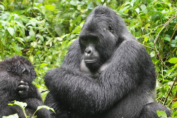 Obraz premium Silverback Gorilla in Dense Jungle – Bwindi Impenetrable Forest, Uganda