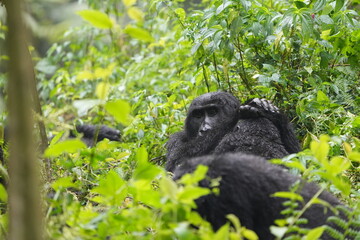Two Gorillas Grooming Each Other in Bwindi Impenetrable Forest, Uganda