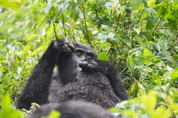 Two Gorillas Grooming Each Other in Bwindi Impenetrable Forest, Uganda