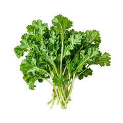 Fototapeta premium Fresh and vibrant sorrel leaves with ruffled edges showcasing vivid green hues Perfect for summer recipes and healthy lifestyle concepts
