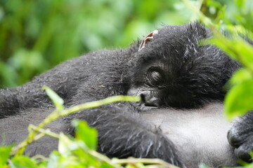 portrait of a baby gorilla sleeping on the tummy of its mother - mountain gorilla baby, bwindi impenetrable forest, uganda, close up and wallpaper