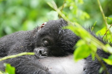 Obraz premium portrait of a baby gorilla sleeping on the tummy of its mother - mountain gorilla baby, bwindi impenetrable forest, uganda, close up and wallpaper