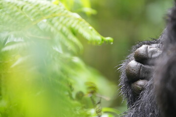 Close-Up of Gorilla Hand in Bwindi Impenetrable Forest, Uganda © Soaps