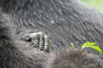 Close-Up of Gorilla Hand in Bwindi Impenetrable Forest, Uganda