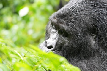 Silverback Gorilla Portrait – Bwindi Impenetrable Forest, Uganda
