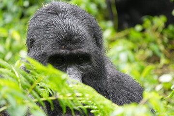 close up portrait of a silverback mountain gorilla in bwindi impenetrable forest, uganda, hiding behind foliage - alpha 