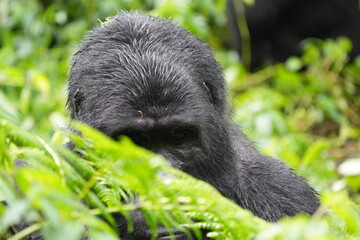 close up portrait of a silverback mountain gorilla in bwindi impenetrable forest, uganda, hiding...