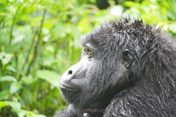 side portrait of an ugandan mountain gorilla in the bwindi national park / bwindi impenetrable...