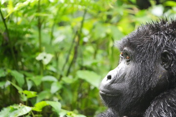 side portrait of an ugandan mountain gorilla in the bwindi national park / bwindi impenetrable...