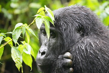 cold and wet female mountain gorilla hugging herself after a rainstorm, bwindi impenetrable forest uganda © Soaps