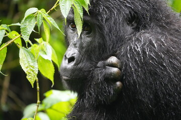 cold and wet female mountain gorilla hugging herself after a rainstorm, bwindi impenetrable forest...
