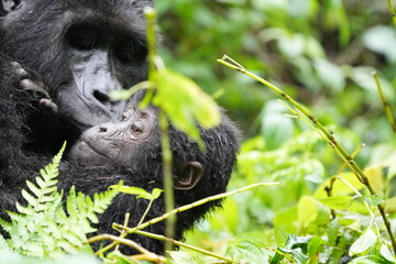 portrait of a mom and a baby gorilla in the bwindi impenetrable forest in uganda, wallpaper