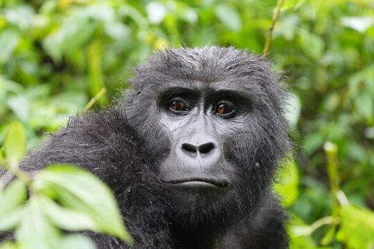 portrait of a smaller female gorilla in bwindi national park, uganda. Portrait headshot of ugandan mountain gorilla