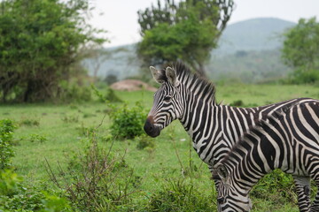 Obraz premium portrait of zebra and zebras in lake mburo national park uganda
