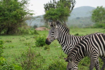 portrait of zebra and zebras in lake mburo national park uganda