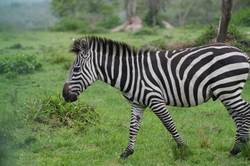 portrait of zebra and zebras in lake mburo national park uganda