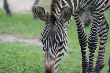 Naklejka premium zebra eating grass in lake mburo national park portrait