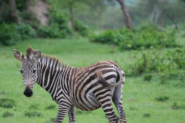 Fototapeta premium zebra grazing in lake mburo national park uganda, ugandese zebra