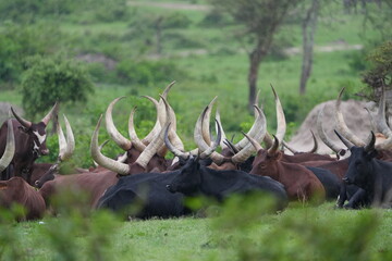 portrait of a herd of ugandese long horn cowns. Ankole-Watusi cattle (Hybrid Bos (primigenius)...