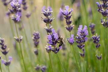 Obraz premium Honey bee pollinating lavender flower in a field, soft light