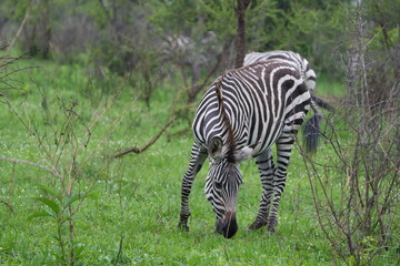 zebras grazing around lake mburo uganda safari natinoal park zebra
