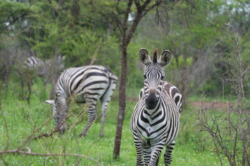 zebras grazing around lake mburo uganda safari natinoal park zebra