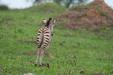 portrait of a baby zebra at lake mburo uganda
