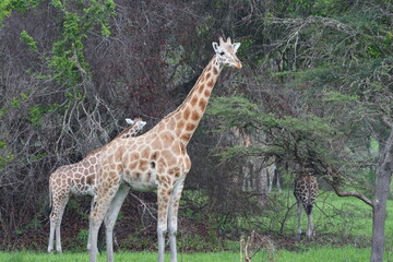 Obraz premium Giraffe in Lake Mburo National Park, Uganda