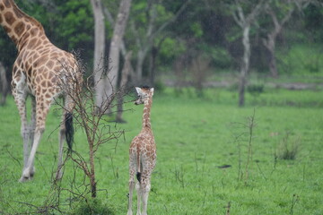 portrait of a baby giraffe lake mburo uganda