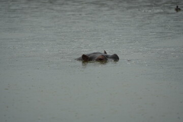 Fototapeta premium hippopotamus swimming in the water, lake mburo, uganda